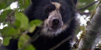 Hallan osos andinos en Ecuador