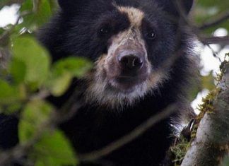 Hallan osos andinos en Ecuador