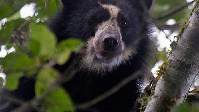 hallan-osos-andinos-especie-en-extincion-cerca-a-una-zona-ganadera-en-ecuador