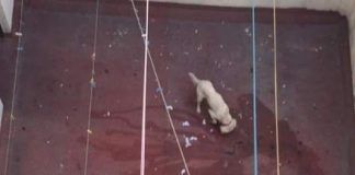 Denuncia / Perro maltratado en la San Rafael