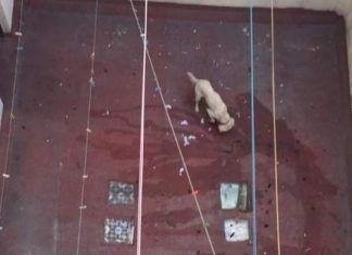 Denuncia / Perro maltratado en la San Rafael