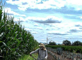 Urge dar reversa a decreto de AMLO contra glifosato: UMFAA