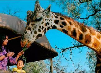 Estado de México / Pide ayuda Reino Animal para preservar especies