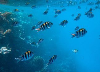 Contaminación acústica altera vida en el océano