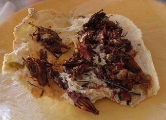 El Rincón Geek / Insectos para comer