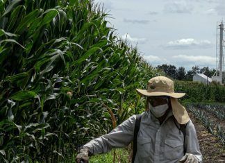 “Grave” la idea del Conacyt para bajar 50% importación de glifosato