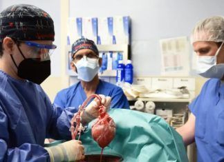 Trasplantan con éxito corazón de cerdo a un humano en EU