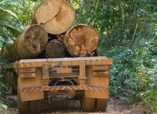 Artículo / Selva Lacandona, ¡Agoniza!