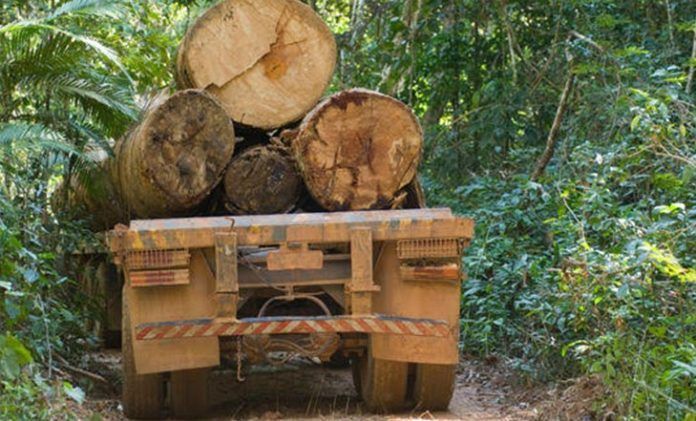 tala trafico-de-madera-en-la-selva-imparable