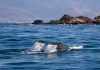 Avistamiento de ballenas en Guerrero