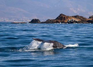 Avistamiento de ballenas en Guerrero