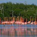 Flamingoes_at_Ría_Lagartos