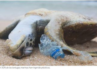 Hasta 34 mil millones de botellas de plástico contaminan mares al año: Oceana