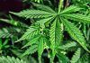 Artículo / Un poco más de historia del Cannabis