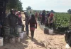 Guerrero / Se agravó migración de campesinos