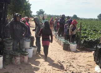 Guerrero / Se agravó migración de campesinos