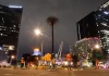 Retiran palmera de Paseo de la Reforma
