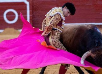 Cultura / ¿Siguen o terminan las corridas de toros en la CDMX?