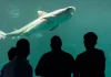 Se Comenta Solo Con… / Acuario veracruzano