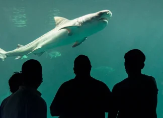 Veracruz / Cuitláhuac García extinguió Fideicomiso Público de Administración Acuario estatal