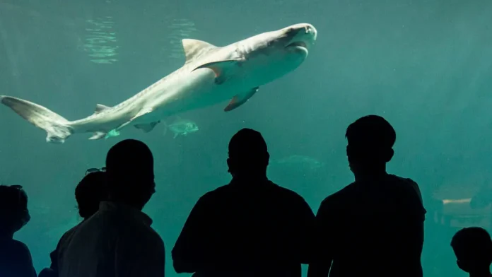 acuario-de-veracruz-1
