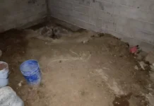 Cultura Impar / Huachicol oficial: existe y se llama complicidad desde el poder