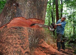 Artículo / Las maderas finas de Chiapas y Quintana Roo