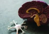 Vacuna contra la gripe reduce probabilidades de padecer Alzheimer