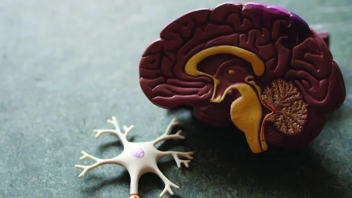 cerebro