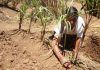 Artículo / Más demagogia para el campo