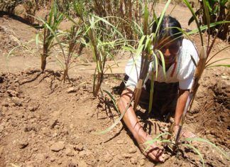 Artículo / Más demagogia para el campo