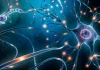 Neuronas que controlan la fiebre
