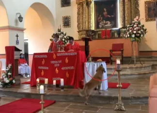 Video | Perrito acaparó la atención al robar pan durante una misa