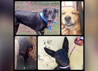 ¡Hoy se celebra el Día Mundial del Perro!