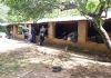 Guerrero / Asesinan a comisario de la comunidad de Cuajilotla