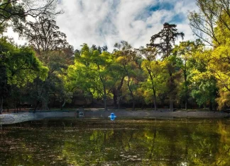 Amenaza del cambio climático afecta también a los árboles urbanos