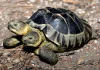Tortuga bicéfala