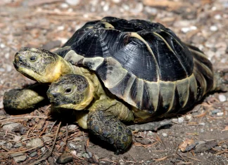 Tortuga bicéfala