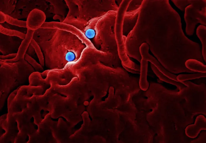 estructura-de-un-virus