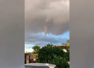 Sinaloa / Tornado provocó caída de árboles en Guamúchil