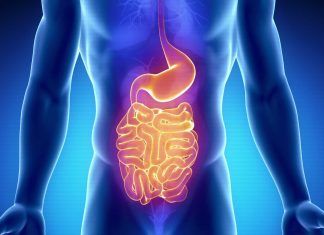 Artículo / Metabolismo y salud