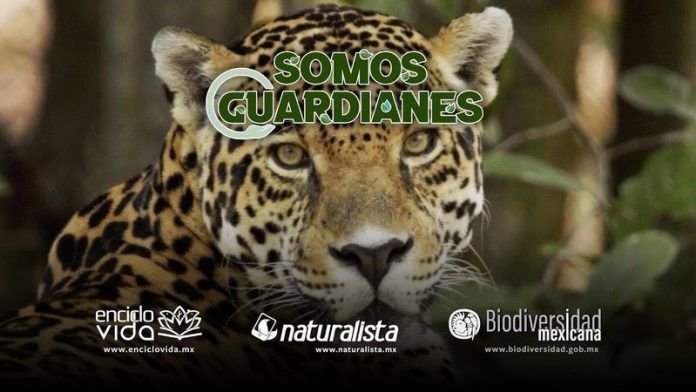 somos guardianes
