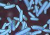 Colonizadores Del Cuerpo Humano: La Microbiota