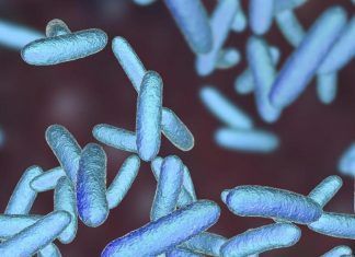 Colonizadores Del Cuerpo Humano: La Microbiota