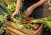 Peligro de plagas en México con libre importación de alimentos: UMFFAAAC