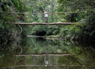 Bosque Atlántico, actualmente con menos de una cuarta parte de su vegetación nativa original
