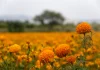 Flores de cempasúchil