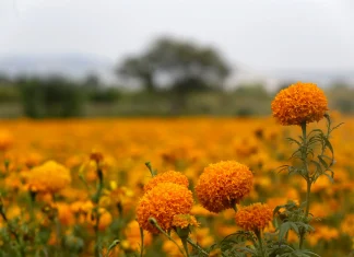 Flores de cempasúchil