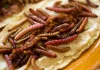 Gastronomía de los chinicuiles