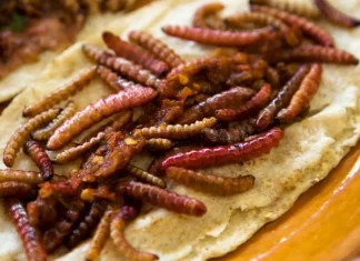 Gastronomía de los chinicuiles